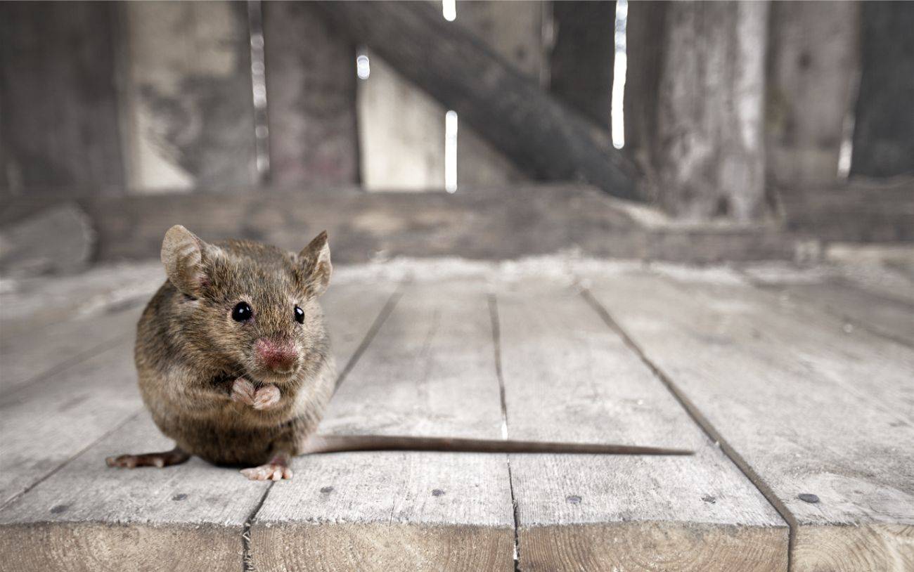 Boucher les accès et les trous aux souris et aux rats